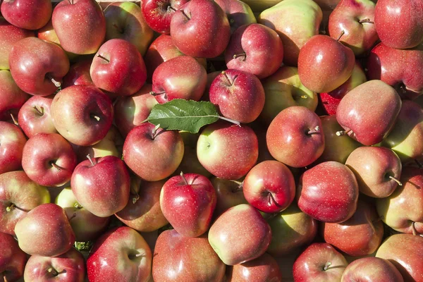Bakgrund av röda äpplen Royaltyfria Stockbilder