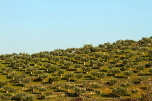 Olivenbäume — Stockfoto