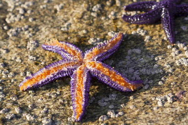 Mor denizyıldızı — Stok fotoğraf