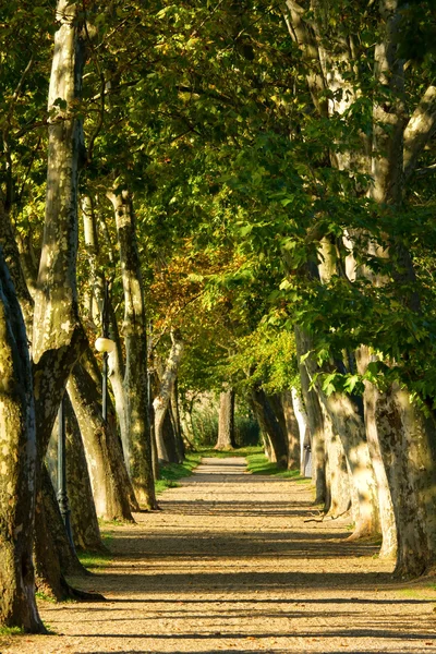 stock image Beautiful Road