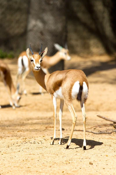 Antilope — Stockfoto