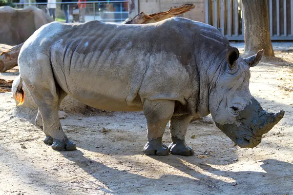 Rinoceronte enorme — Fotografia de Stock