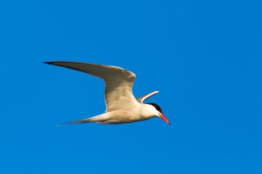 Common Tern clipart