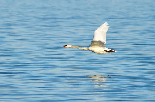 Swan ower il lago — Foto Stock
