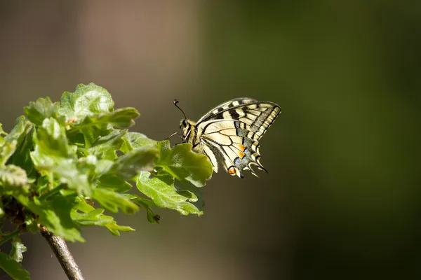 Piękne swallowtail motyl — Zdjęcie stockowe
