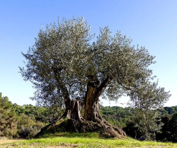 stock image Olive tree