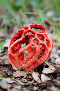 Clathrus ruber