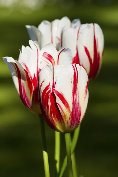 stock image Tulips