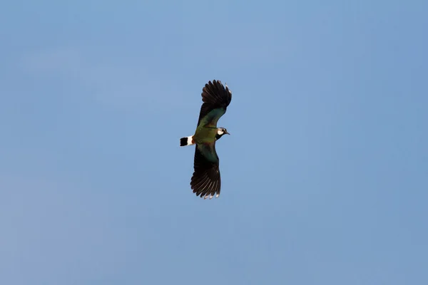 Lapwing Royalty Free Stock Images
