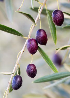 zeytin