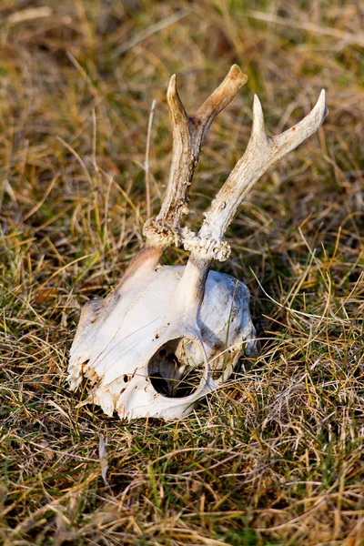Antlers and skull — Stock Photo, Image