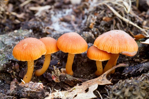 Fungis. — Foto de Stock