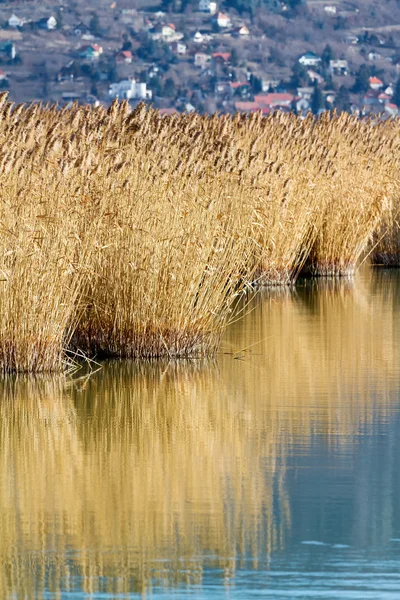 Reed paisaje — Foto de Stock