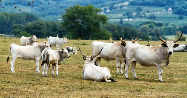 Węgierski byków — Zdjęcie stockowe