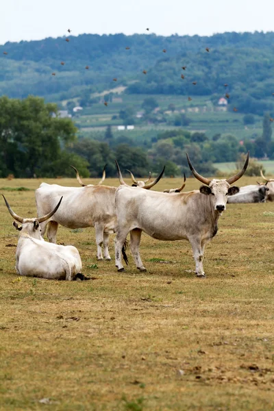 Maďarský býci — Stock fotografie