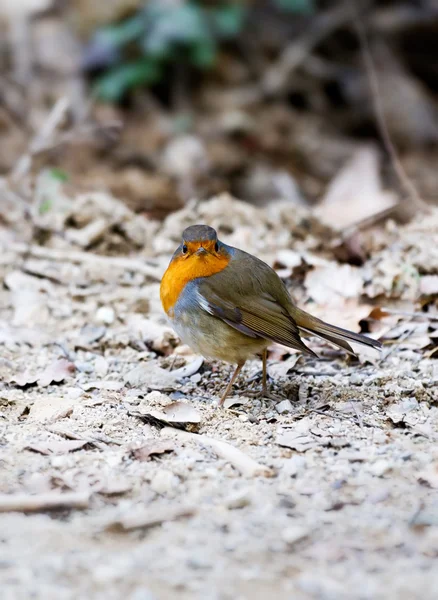 Cute robin — Stock Photo, Image