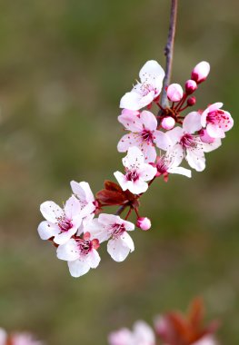 Prunus çiçekler