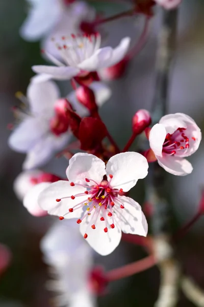 サクラの花 — ストック写真