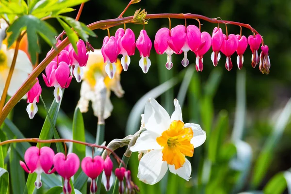 stock image Flowers