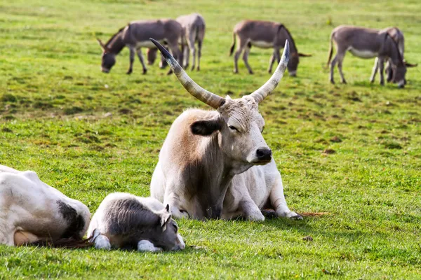 Grey Bull 'ların ailesi — Stok fotoğraf