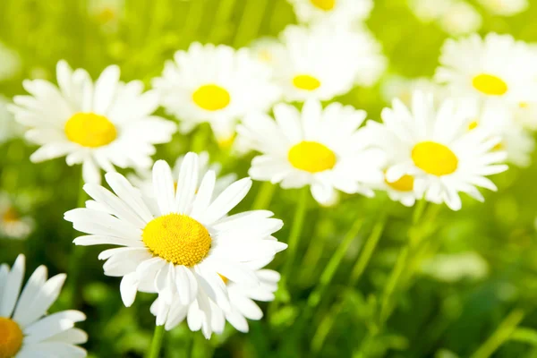 Daisy flower — Stock Photo © Sergios #1913479