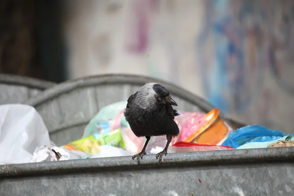 stock image Bird on garbage dump