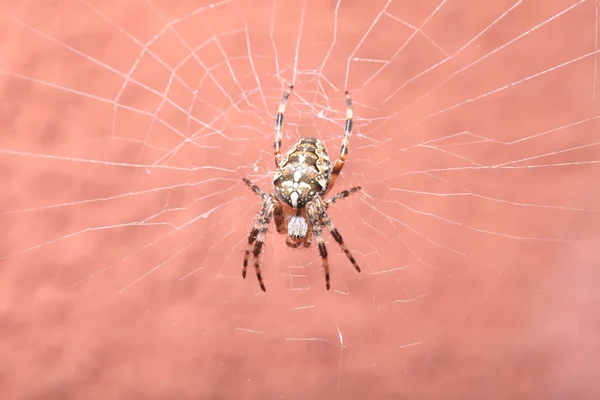 Spindel på våta web — Stockfoto
