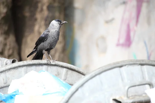 stock image Bird on garbage dump