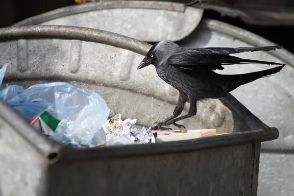 stock image Bird on garbage dump