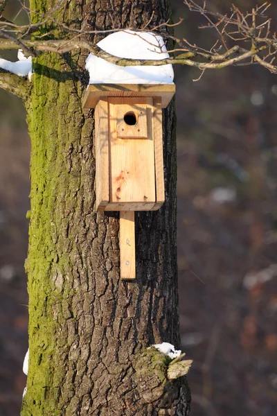 Bird feeder on the acacia tree nature outdoor — Stock Photo, Image