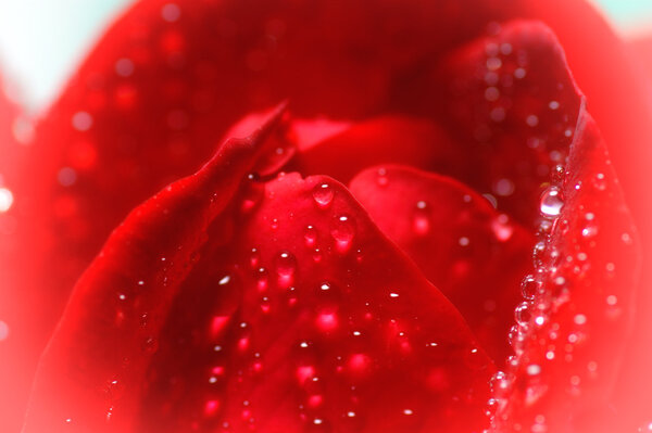 Red rose and water drops - macro, closeup