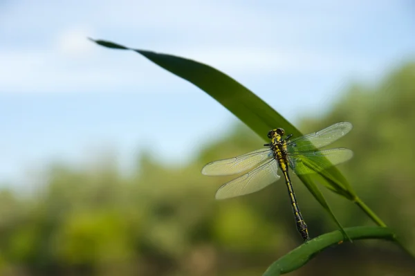 蜻蜓关门上绿色的植物 — 图库照片