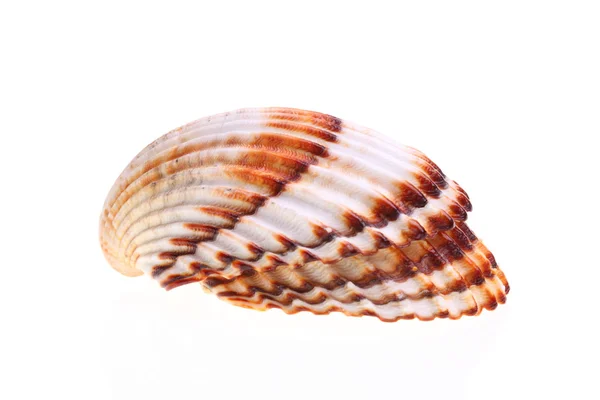 Exotiska shell — Stockfoto