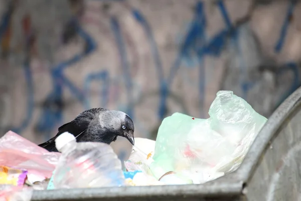 stock image Bird on garbage dump