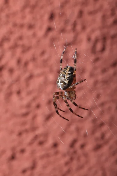 Örümcek ıslak web üzerinde — Stok fotoğraf