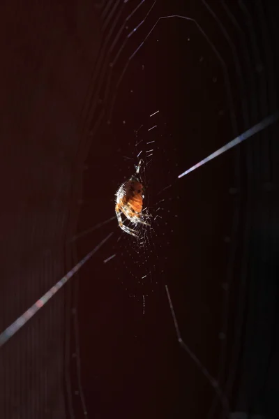 Spindel på våta web — Stockfoto