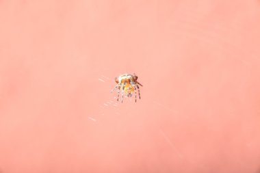 örümcek ıslak web üzerinde
