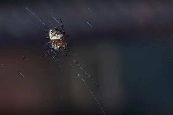 Паук на влажной паутине — стоковое фото