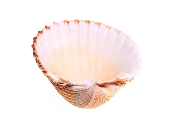 Exotische shell — Stockfoto