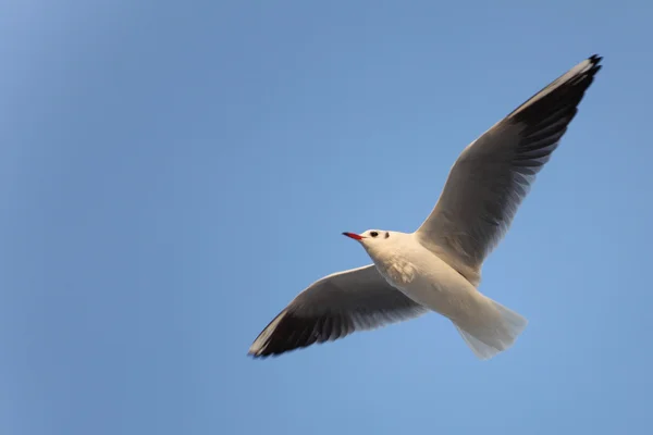 stock image Sea gull