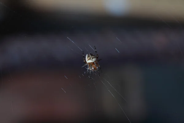 Паук на влажной паутине — стоковое фото