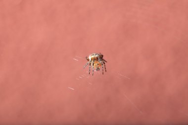 örümcek ıslak web üzerinde