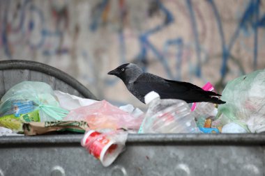 Bird on garbage dump clipart