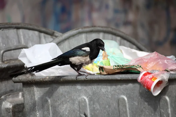 stock image Bird on garbage dump