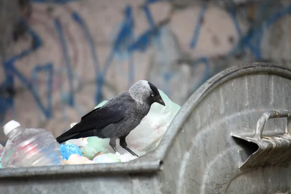 Stock image Bird on garbage dump