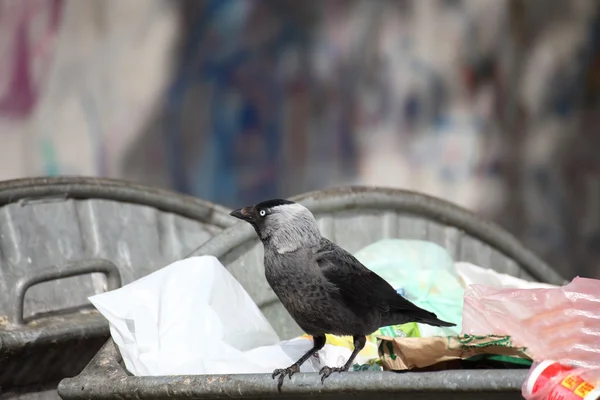 stock image Bird on garbage dump