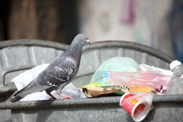 stock image Bird on garbage dump