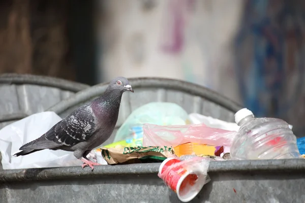 Stock image Bird on garbage dump