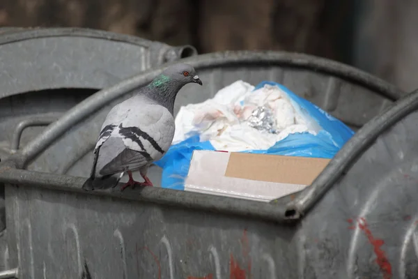 stock image Bird on garbage dump