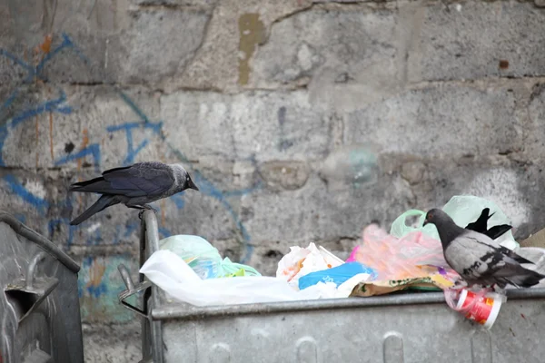 Bird on garbage dump — Stock Photo, Image